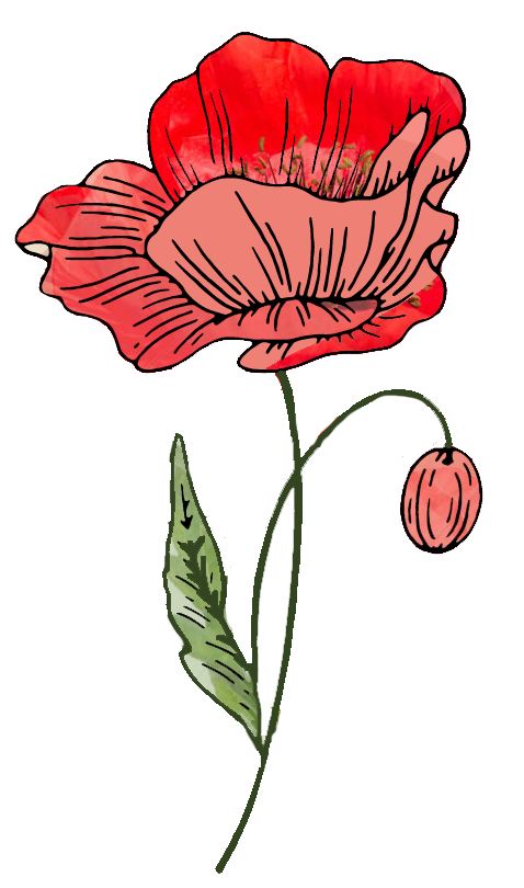 Poppy Drawing Honoring 'P'